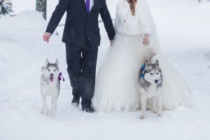 bride and groom with dog Husky