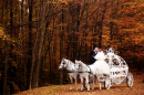 fall